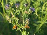 Two Orange Butterflies on Alfalfa