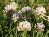 Clover Cluster