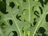 Wild Lettuce Leaves