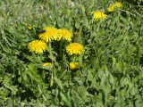 Small Dandelion Patch