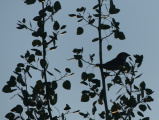 Sparrow in Quaking Aspin at Sunset