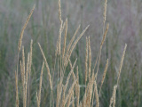Tan Grasses at Dusk