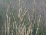 Tan Grasses at Dusk