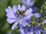 Bee and Chicory
