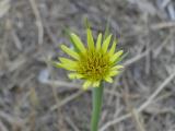 Tiny Goatsbeard Flower