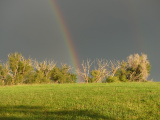 Rainbow among the Sunlit Branches