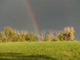 Rainbow among the Sunlit Branches