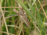 Brown Praying Mantis on Green Grass