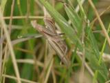 Brown Praying Mantis on Green Grass