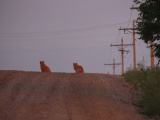 Two Orange Cats