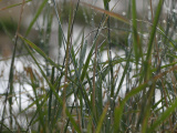 Wet Grass