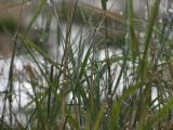 Wet Grass