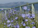 Chicory in Pasture
