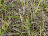 Camouflaged Praying Mantis