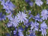 Chicory Patch