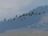 Northbound Geese in Summer