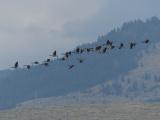 Northbound Geese in Summer