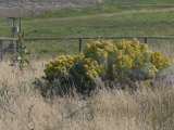 Mullein and Sagebrush