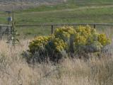 Mullein and Sagebrush