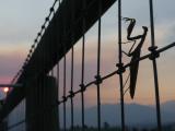 Praying Mantis at Sunset