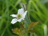 Blackberry Flower and Leaves