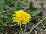 Low Dandelion