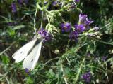Cabbage Butterfly on Alfalfa