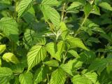 Sunlit Raspberry Leaves