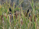 Birdies among the Cattails