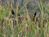 Birdies among the Cattails