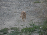 Striding Cat