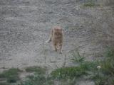 Striding Cat