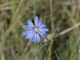 Radial Chicory