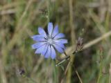 Radial Chicory