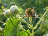 Unripe Berry, Blossoms and Leaves