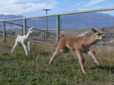Levitating Alpaca Crias