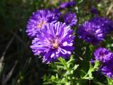 Purple Asters