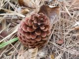 Pine Cone Tip