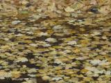 Yellow Leaves in Water