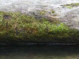 Mossy Log by the Water