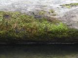Mossy Log by the Water