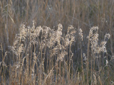 December Grasses