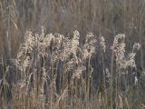 December Grasses
