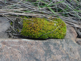 Patch of Moss