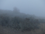 Afternoon Fog I