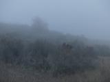 Afternoon Fog I