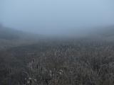 Afternoon Fog II