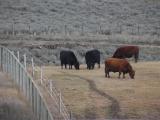 Cows along the Fence
