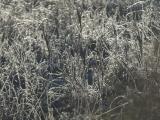 Silvery Grasses