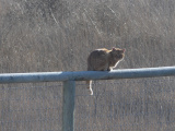 Orange Cat on a Fence